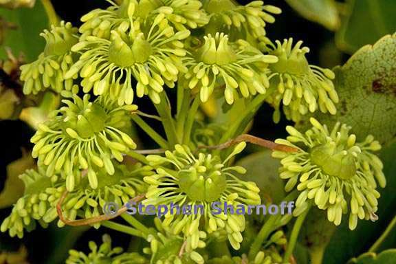 trichodendron araloides 3 graphic